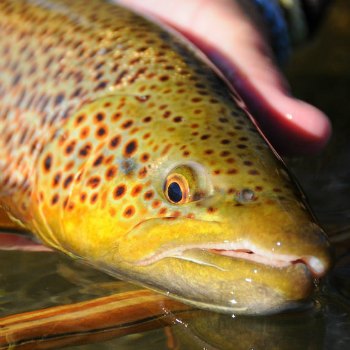 Brown Trout San Juan River