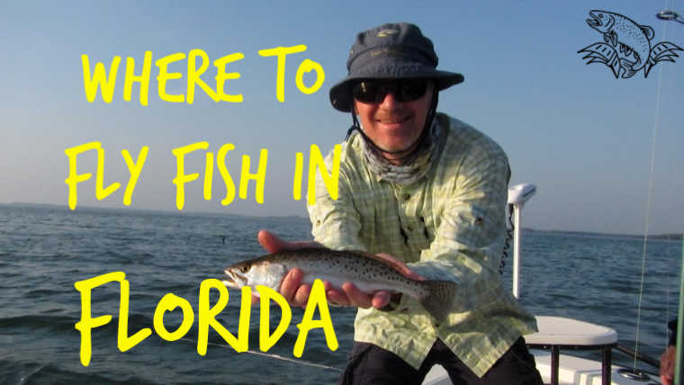 Fly Fishing for Ladyfish in Southwest Florida : r/Fishing