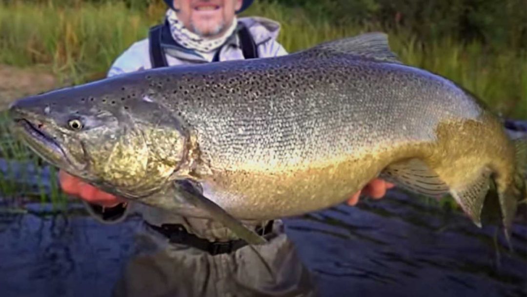 What is the Biggest Salmon Ever Caught? (with Maps and Tips) Guide