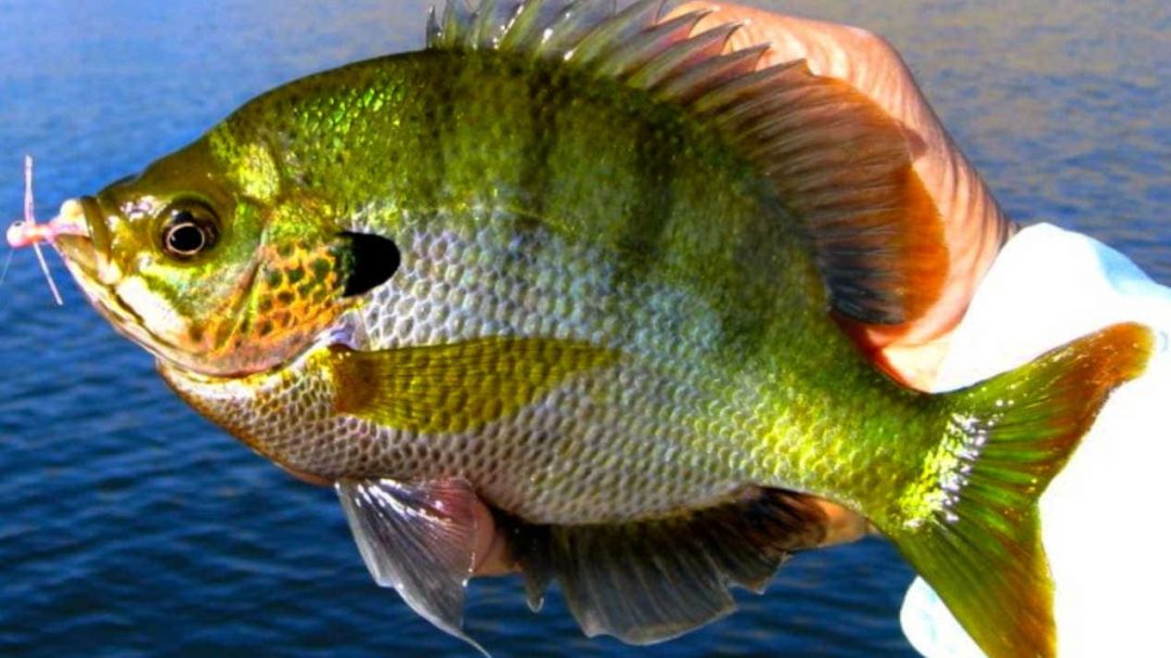 The Best Flies for Panfish (How to Fish and Tie) Guide