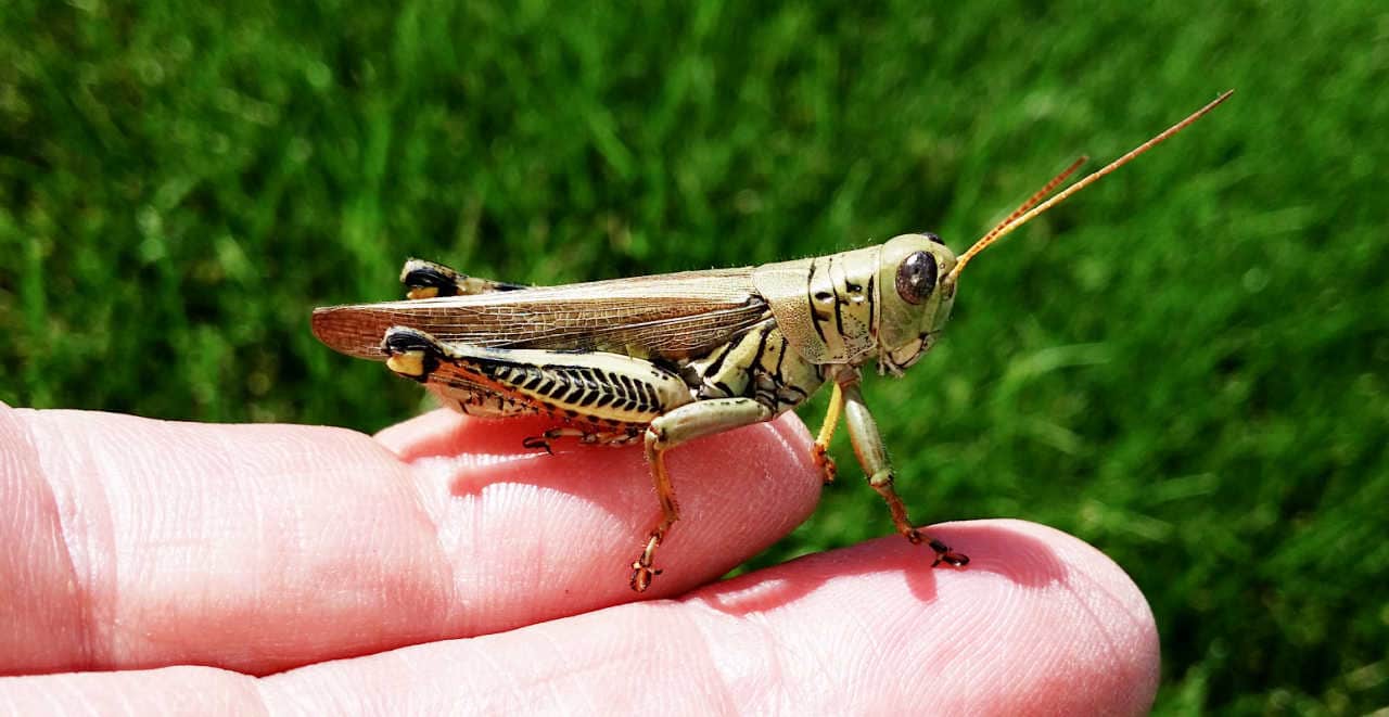 Fly Fishing with Hoppers (Tips, Tricks and a Quick Tie) Guide