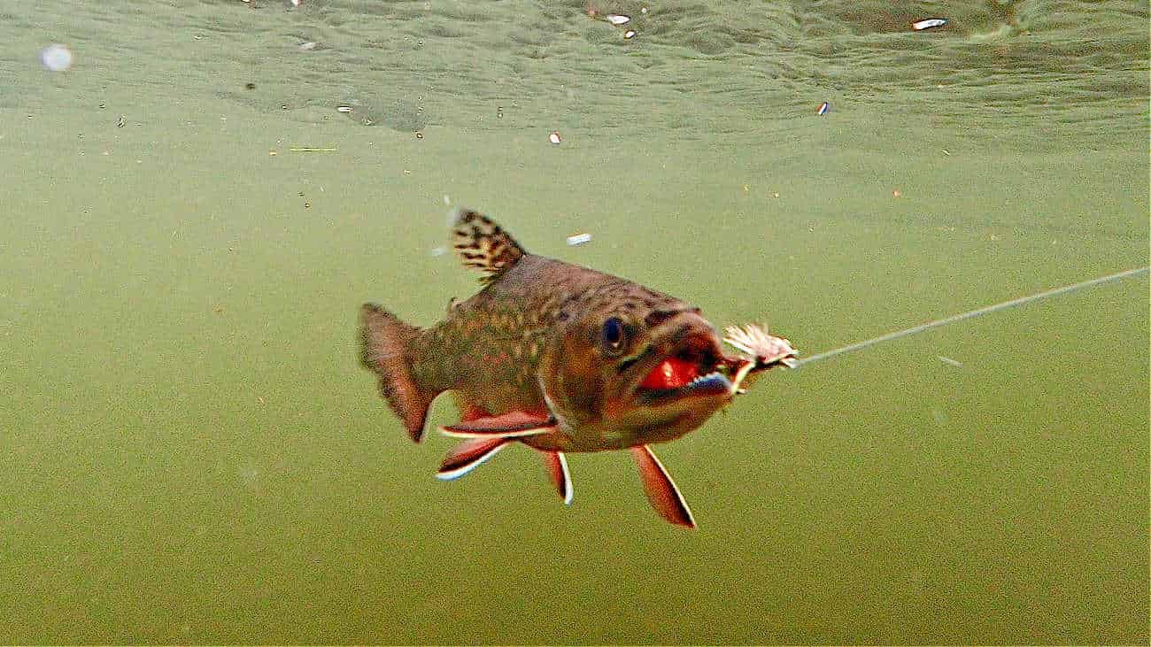 FLY FISHING TACTICS Understanding Trout Rise Forms Guide