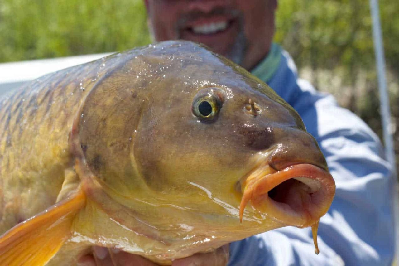 11 Best Flies for Carp (Catch, Rig and Tie) Guide
