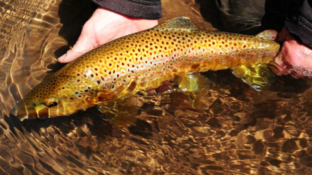 9 Best Fly Fishing Flies for Brown Trout