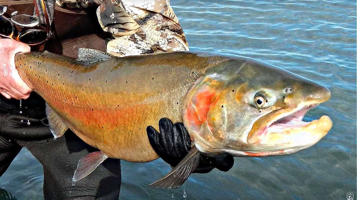 What Time Of Year Do Cutthroat Trout Spawn Get The Timing Right 