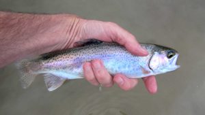 Complete Guide to Fly Fishing with the Bucktail Streamers (Setup, Fish