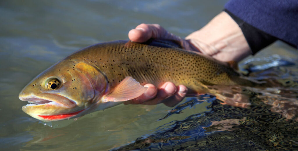 7 Best Places to Fly Fish in August & September (Maps, Flies and