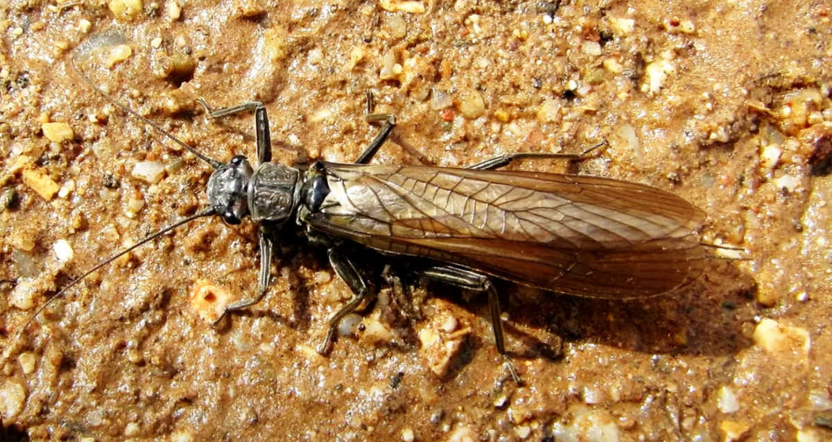 10 Best Stonefly Patterns (Nymphs, Dries with an Easy Fly to Tie ...