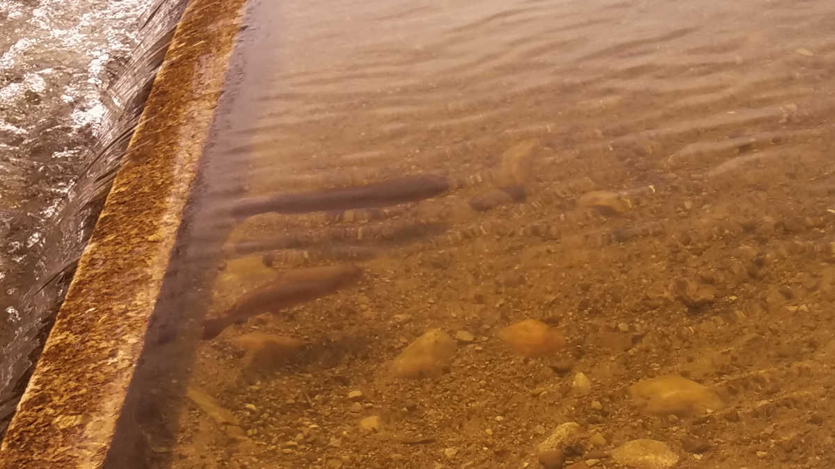 Costa Del Mar Rinconcito Sunglasses Review (ONWATER Testing) Guide