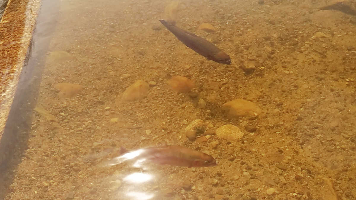 How to Pick the Best Color Flies for Trout Guide