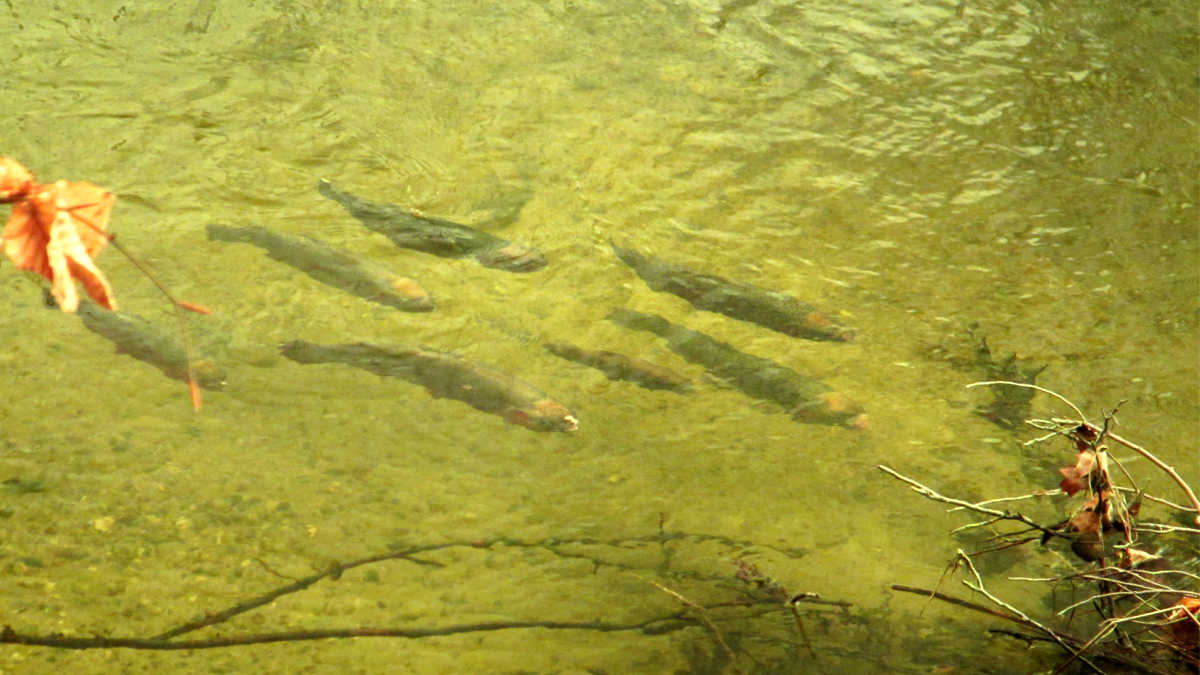 How to Pick the Best Color Flies for Trout Guide