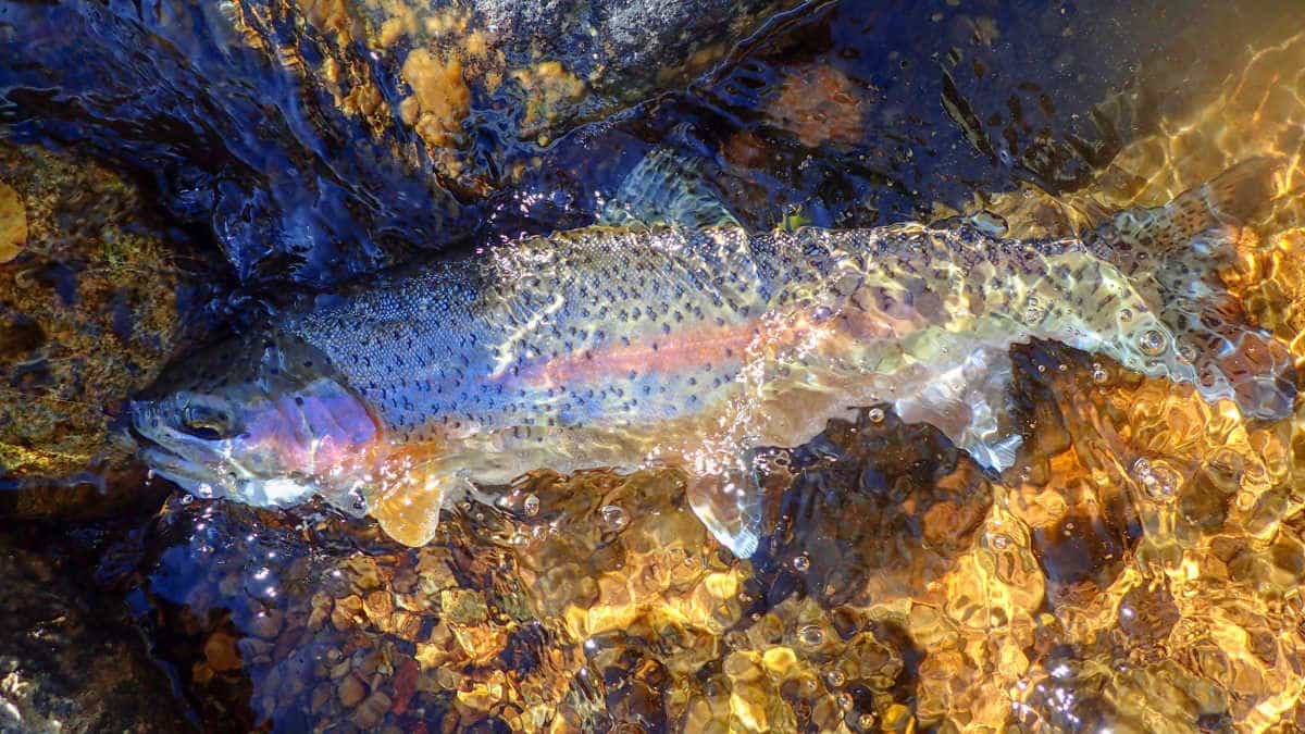 Fly Fishing in Hawaii A Comprehensive Guide Guide